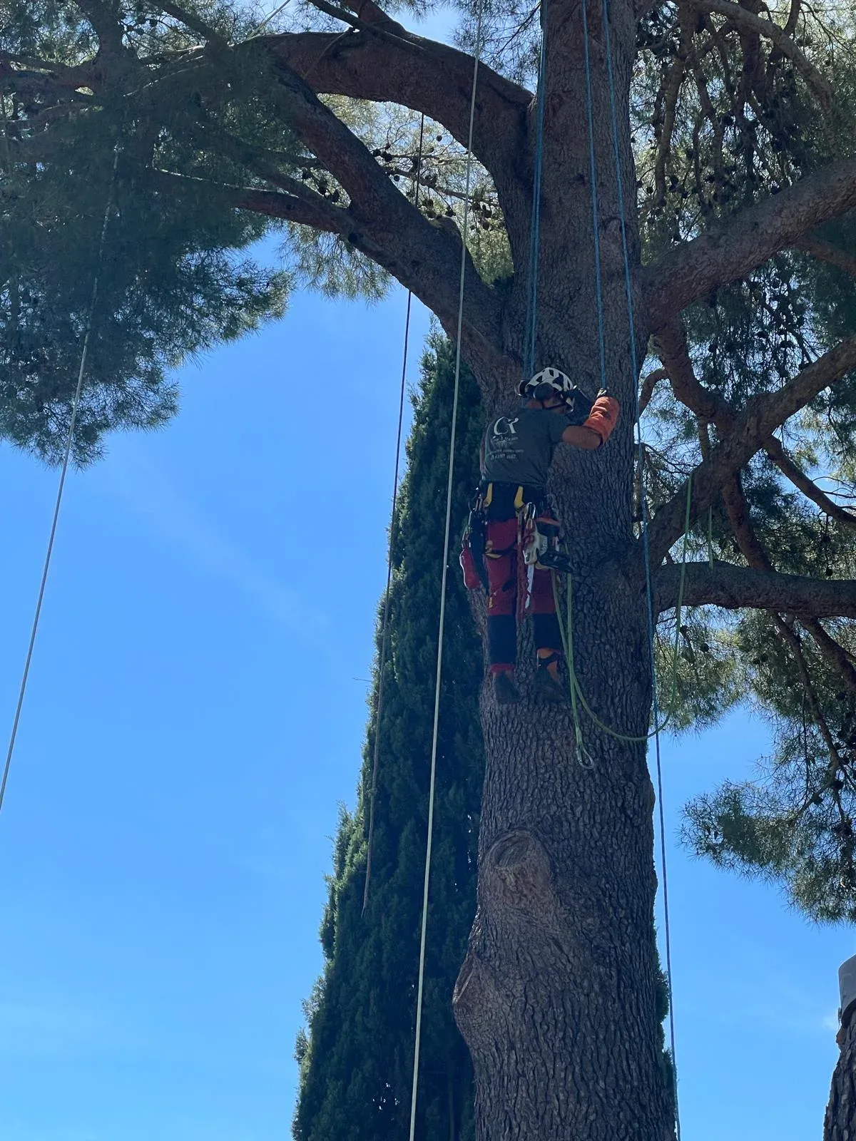 Élagage et haubanage, travail sur corde, Hérault