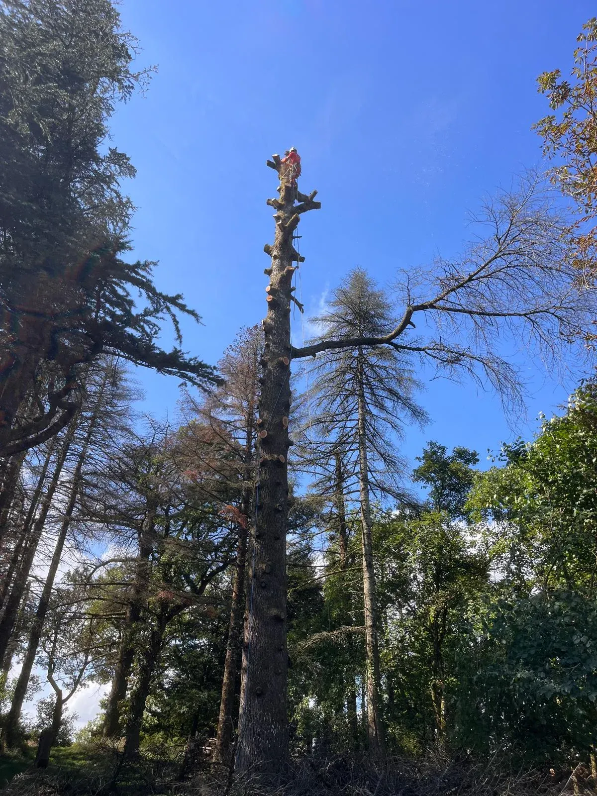 Démontage d'arbre sur corde, Vallée de l'Hérault