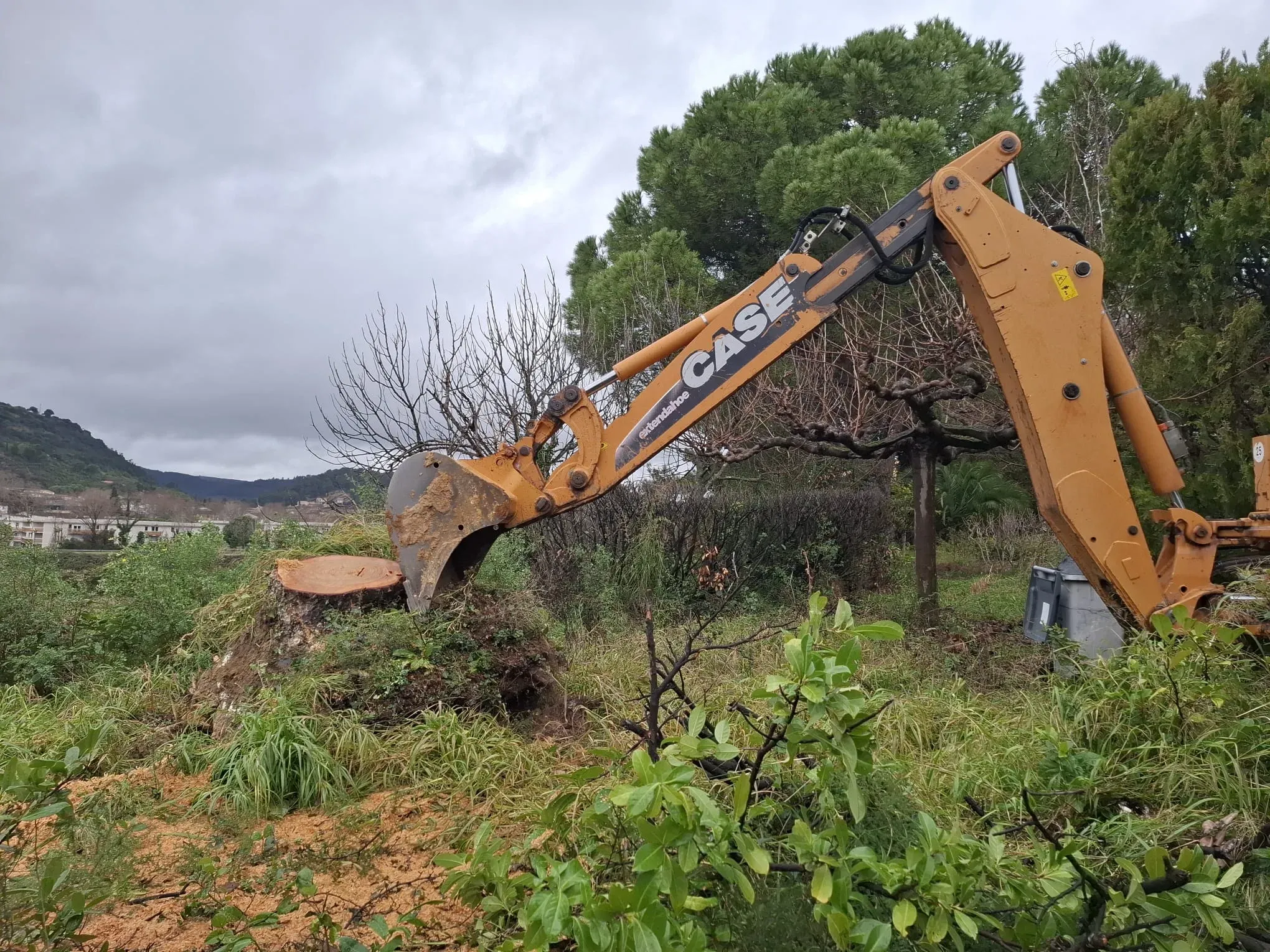 Dessouchage, Cœur d'Hérault