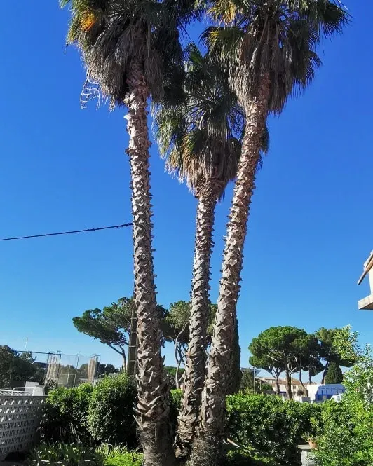 Élagage de palmiers, Marseillan